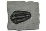 Calymene Niagarensis Trilobite Fossil - New York #357066-1